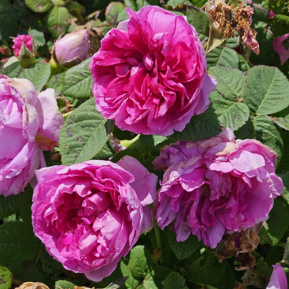 Empress Josephine – Cornerstone Roses