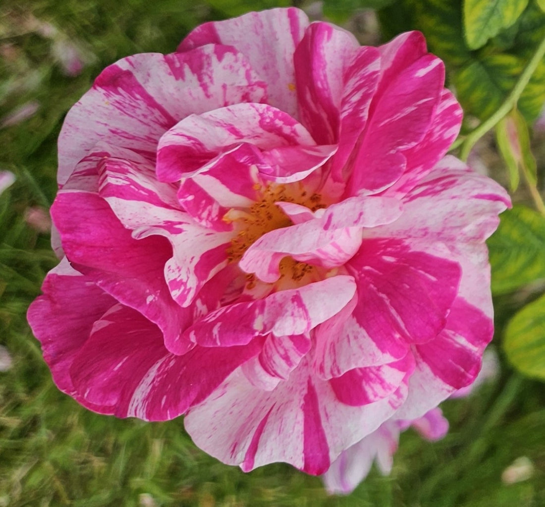 Rosa Gallica Versicolor – Cornerstone Roses