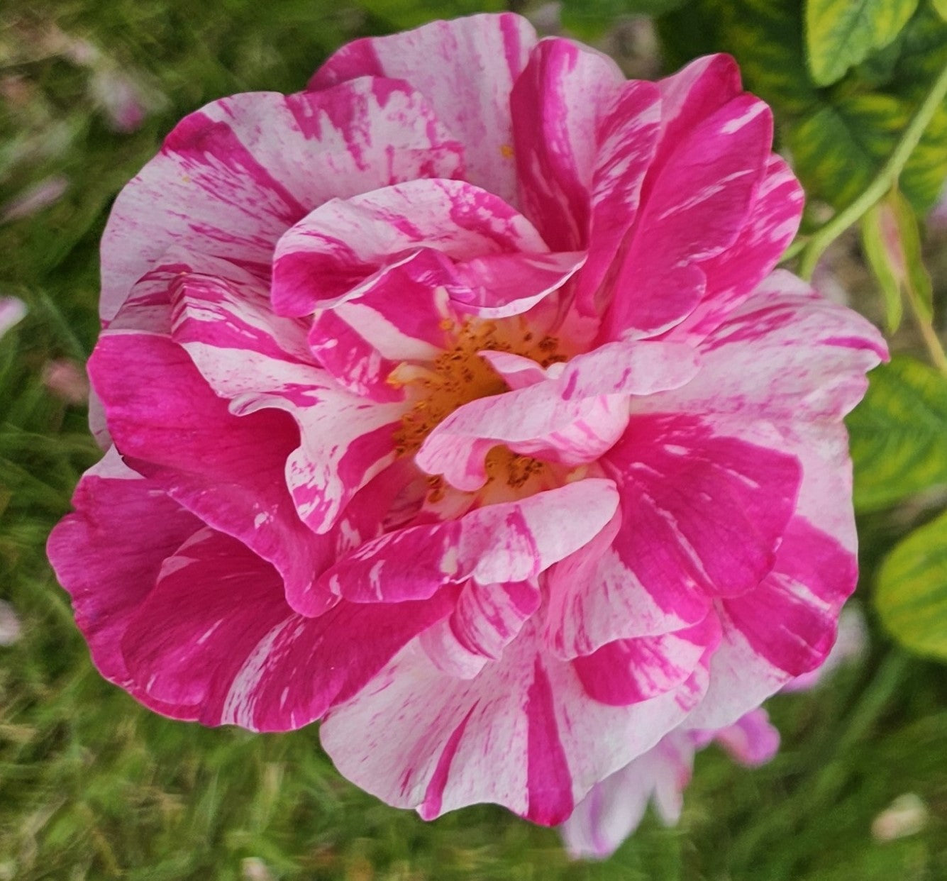 Rosa Gallica Versicolor