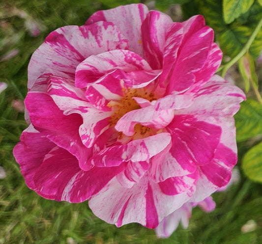 Rosa Gallica Versicolor