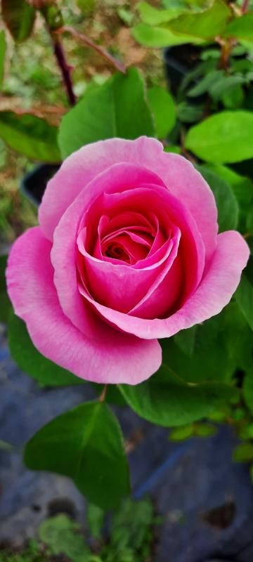 Gertrude Jekyll