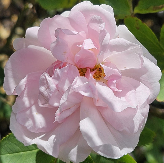 Great Maidens Blush
