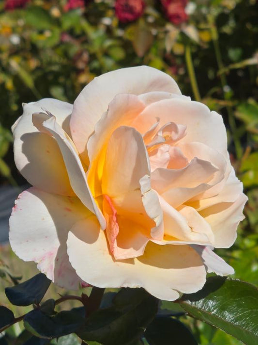 Hamilton Gardens