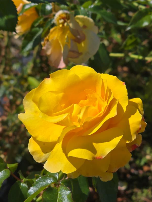 Heart Of Gold
