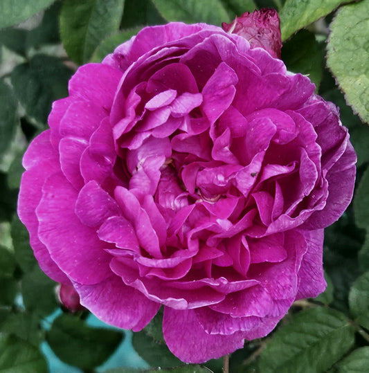 Indigo