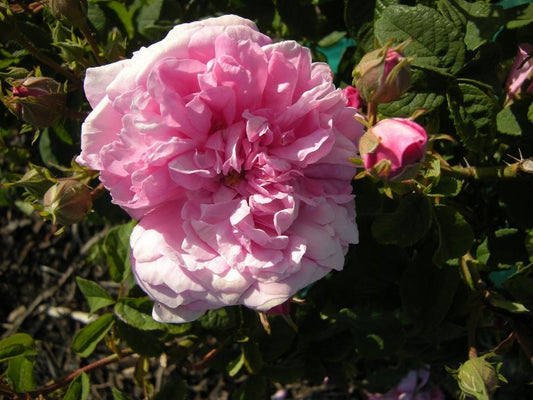 Ispahan