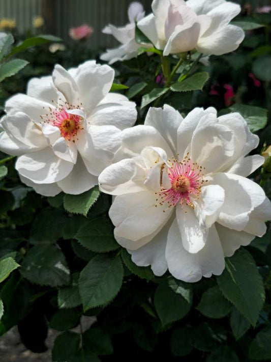 Jacqueline Du Pre