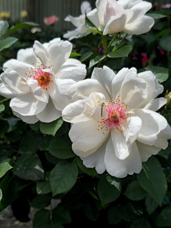Jacqueline Du Pre – Cornerstone Roses