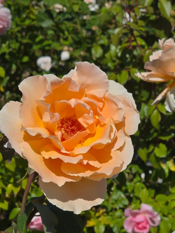Just Joey – Cornerstone Roses