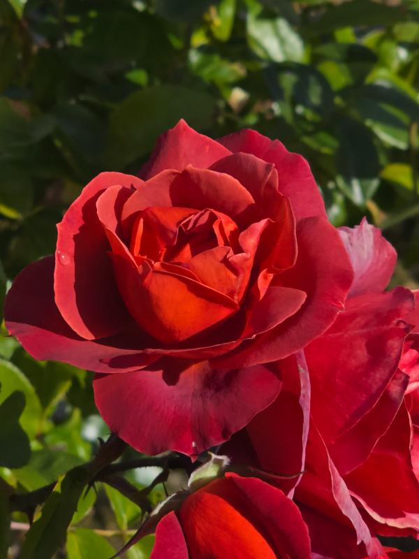 Kiwi – Cornerstone Roses