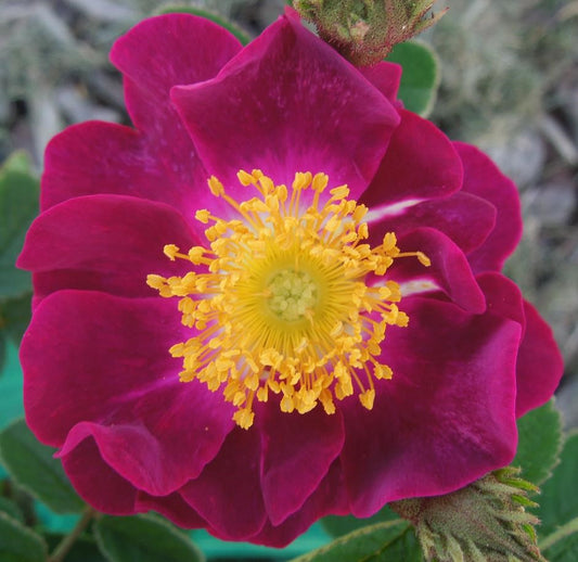 La Belle Sultane
