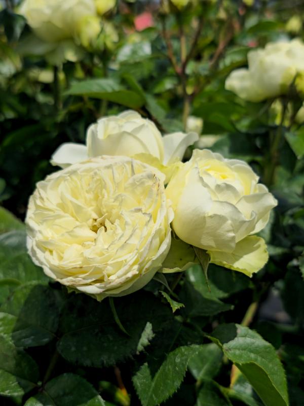 Pale Lemon Roses Lemon 'N' Lime – Cornerstone Roses