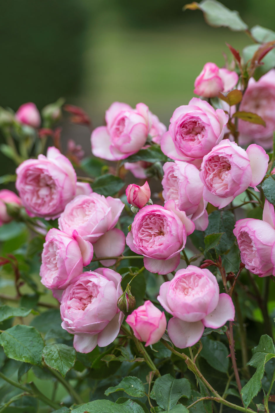 Cornerstone Roses