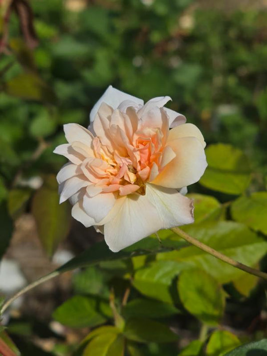 Perle D'Or
