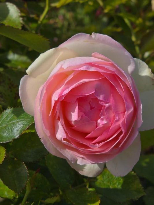 Pierre De Ronsard