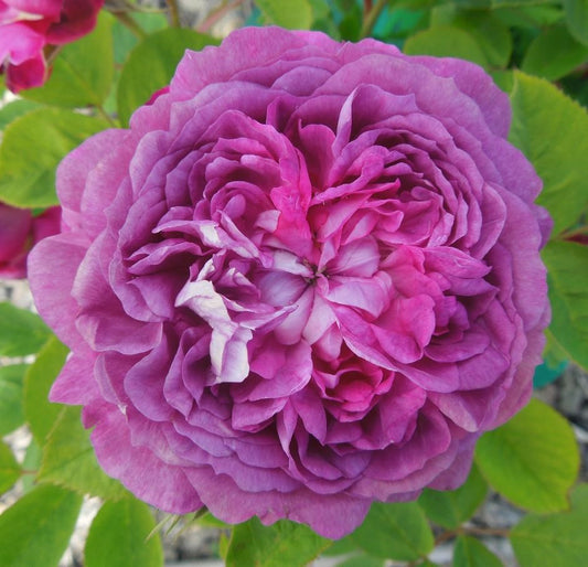 Reine Des Violettes