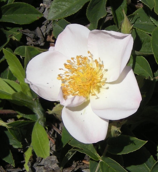Rosa Dupontii
