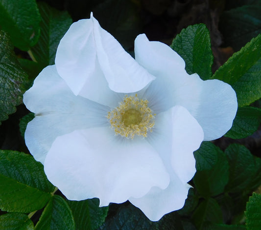 Rosa Rugosa Alba