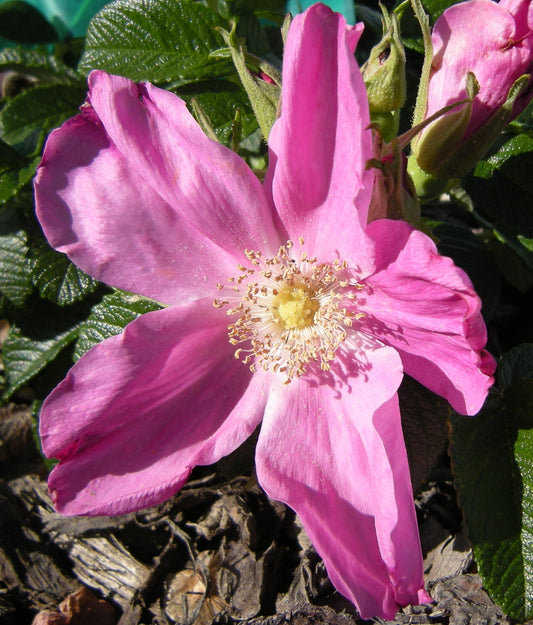 Scabrosa