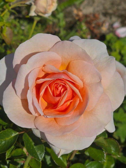 Scent To Remember