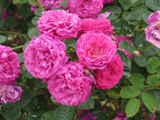 Belle De Crecy