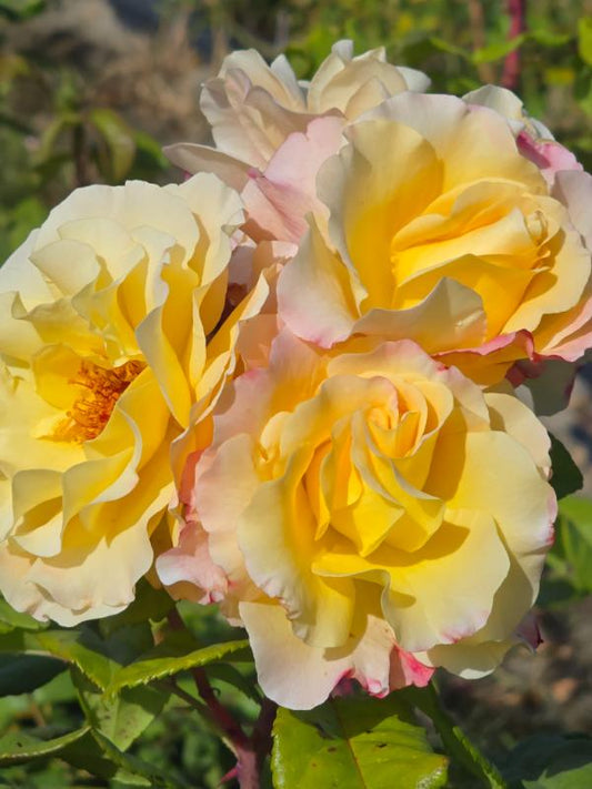 St Margarets Gold