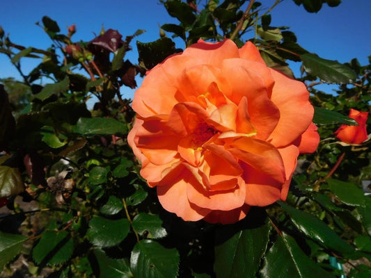 Westerland