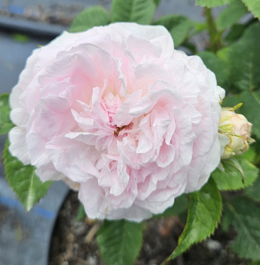Felicite Parmentier
