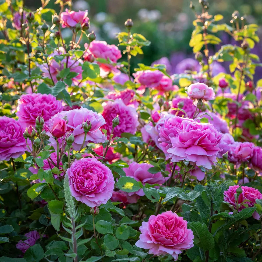 Knutsford Roses Princess Alexandra of Kent – Cornerstone Roses